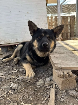 Hund Rüde Tierschutz Shiba Inu Bundesweite Vermittlung 