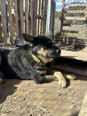 Hund Rüde Tierschutz Shiba Inu Bundesweite Vermittlung  Bild 10
