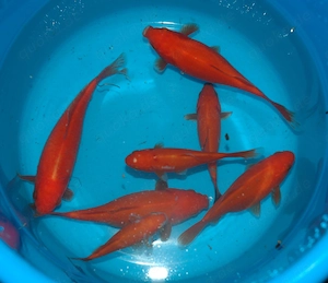 Goldfische aus Naturteichhaltung abzugeben