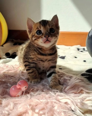 Bengalkatze 
