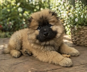 Chow Chow Welpen !!! 2 lezte 