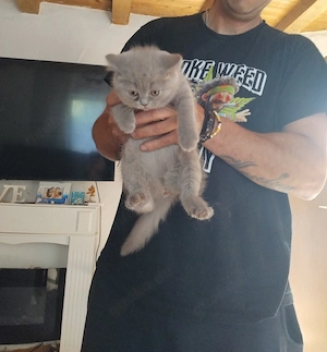 Britschkurzhaar katzen
