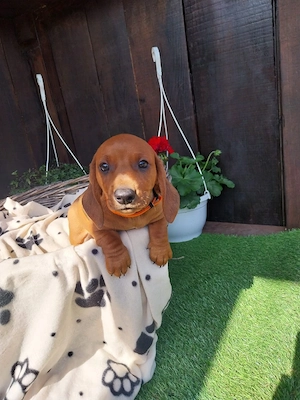 Dackel Welpen (Dachshund) Kurzharig