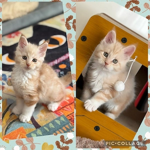 XXL Maine Coon Kitten, Kater Katzen 