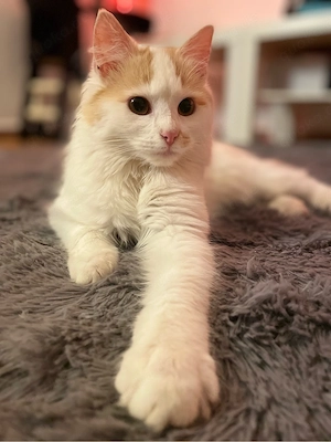 Maine Coon Mix