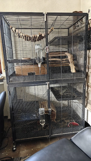 Chinchilla-Familie plus Voliere