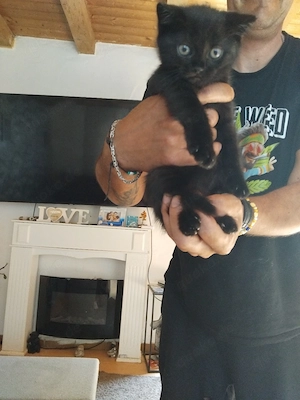 britschkurzhar katzen