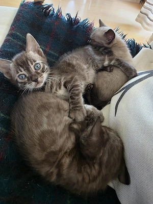 wunderschöne Bengal Kitten 