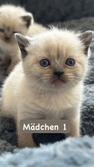 BKH Kitten Chocolate Point