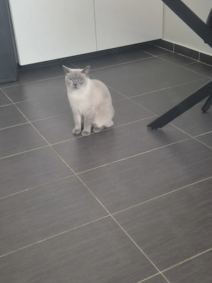 3 Wunderschöner Katzen