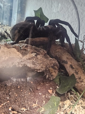 Xenesthis sp. blue 0.1 adult mit Terra