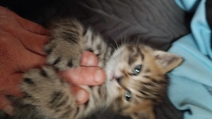 BKH kitten