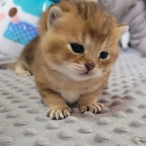 Reinrassige BKH Kitten