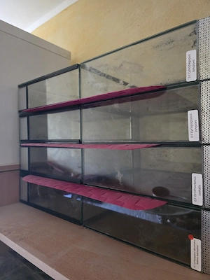 Terrarien und Haplotanks  Bild 5