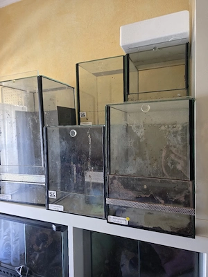 Terrarien und Haplotanks  Bild 3