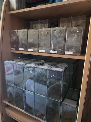 Terrarien und Haplotanks  Bild 4