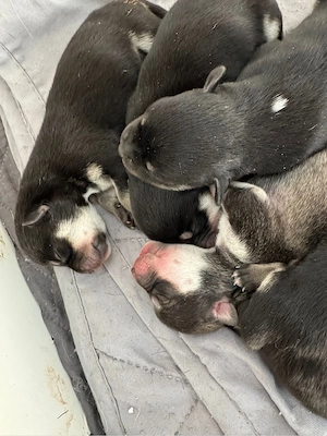 französische bulldoggen mix welpen 