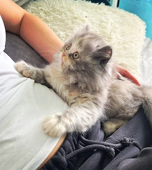BKH x BLH Kitten Bärchen 