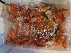 Goldfische, Teichfische, Schleiergoldfische, Kometen