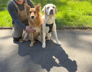 Harzer Fuchs   Labrador Welpen ab 07 26 abzugeben