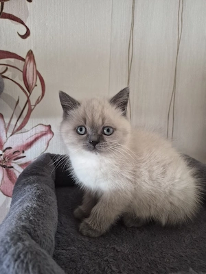 Bkh,Blh kitte