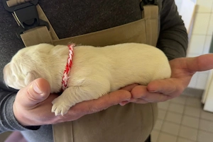 Harzer Fuchs   Labrador Welpen ab 07 26 abzugeben