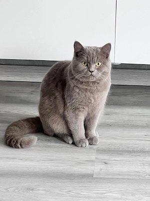 BKH Deckkater 