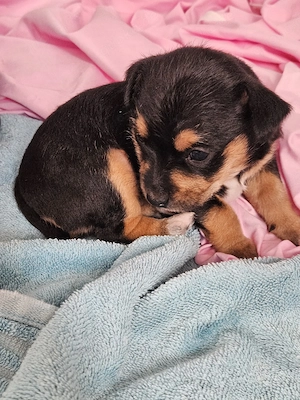 süsser Chihuahua Zwergpincher mischling 
