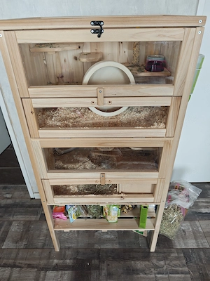 Hamster Goldhamster Pandahamster  Bild 5