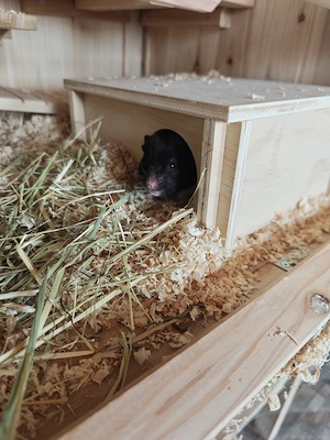 Hamster Goldhamster Pandahamster  Bild 3