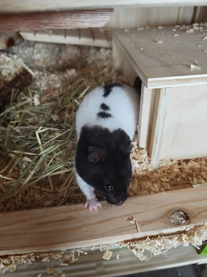 Hamster Goldhamster Pandahamster  Bild 2