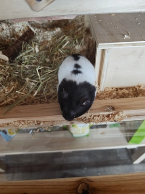 Hamster Goldhamster Pandahamster  Bild 4