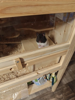 Hamster Goldhamster Pandahamster 