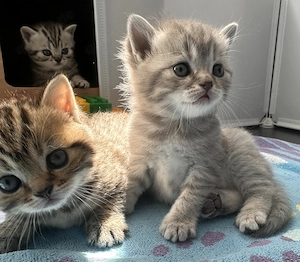 BKH Kitten, Britisch Kurzhaar Kätzchen suchen liebevolles Zuhause
