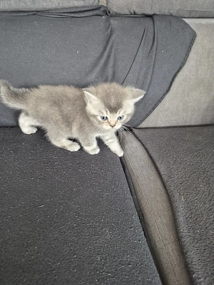 BKH  Kitten zu verkaufen 