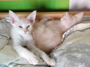 2 Maine Coon kitten Kater  Bild 4