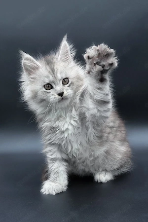 Elegantes Maine-Coon-Kätzchen (weiblich, 3 Monate alt)   freundlich und familienfreundlich
