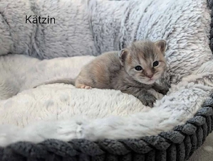 Maine Coon Kitten mit Stammbaum 