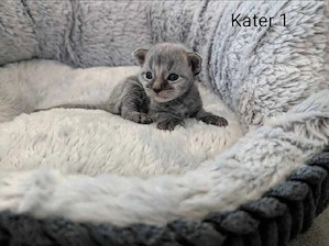 Maine Coon Kitten mit Stammbaum  Bild 3