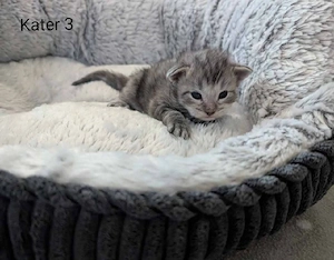 Maine Coon Kitten mit Stammbaum  Bild 7