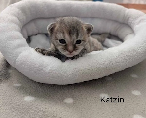 Maine Coon Kitten mit Stammbaum  Bild 2