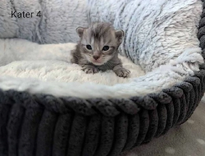 Maine Coon Kitten mit Stammbaum  Bild 6