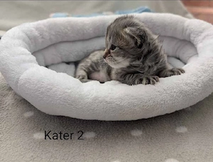 Maine Coon Kitten mit Stammbaum  Bild 5