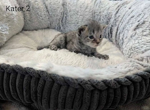 Maine Coon Kitten mit Stammbaum  Bild 4