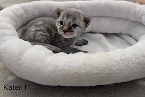 Maine Coon Kitten mit Stammbaum  Bild 9