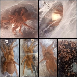 Chilobrachys spec."uthai thani" orange ab 7 