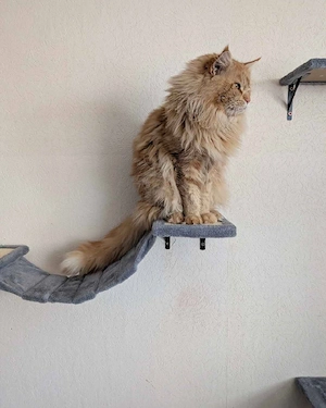 Maine Coon Kitten mit Stammbaum  Bild 8