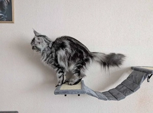 Maine Coon Kitten mit Stammbaum  Bild 10