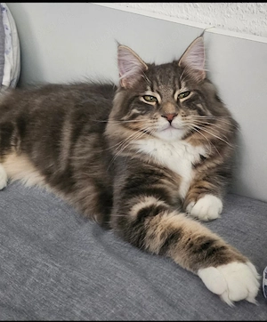 Liebevolle Maine Coon   Norwegische Waldkatzen Mix Kätzchen suchen Zuhause (Privatabgabe)