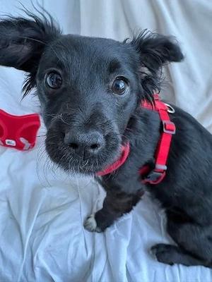Kleine Ella - unser verlassenes Hundekind - trotzdem immer freundlich und fröhlich